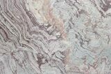 Polished, Neoproterozoic Stromatolite (Conophyton) - Morocco #276106-1